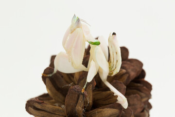 orchid praying mantis hymenopus coronatus isolated on white background
