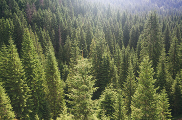 aerial view of green pine tree forest in wilderness