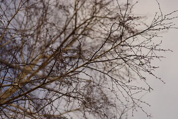 Part of an birch tree with thin bare branches in cloudy sky