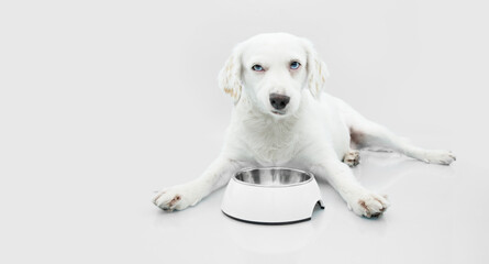 unhappy puppy dog eating food next to a empty white bowl. Isolated on white background