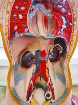 Urinary tract and kidneys on the human body 