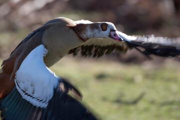 Egyptian goose close up in flight
