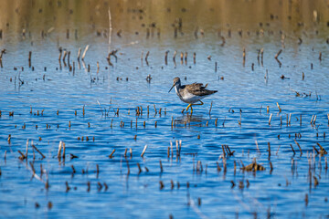 A Greater Yellowlegs Sandpiper Wading in the Marsh