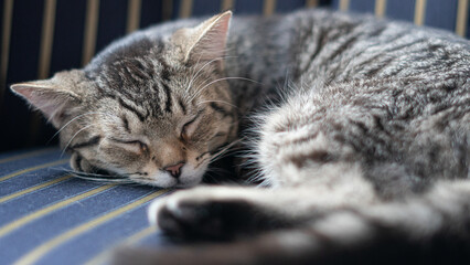 Cloud is a cat less than a year old. When he is asleep he looks cute, but awake.. energetic!