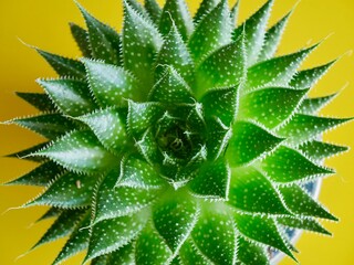 Aerial view of green succulent against yellow background.