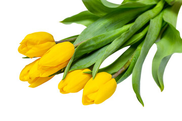 A bouquet of yellow tulips isolated on a white background.