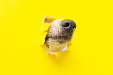 a dog nose sticks out of a hole in a yellow torn piece of paper