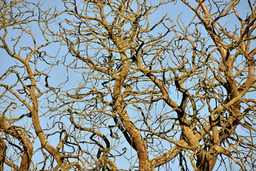 Bare branches against blue sky