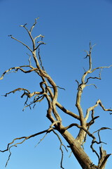 Fototapeta na wymiar Dead tree against a blue sky