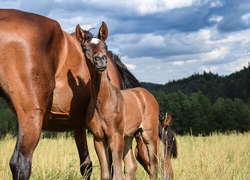 Funio