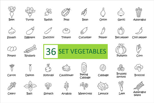 Vegetables icon set. Simple concise images of vegetables with names. Collection of icons in outlines. Vegetarianism. Beets, daikon, onions, carrots, corn and others. Vector, eps 