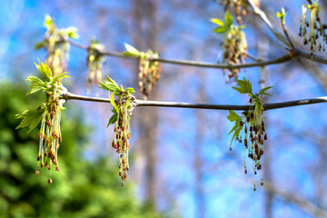 first spring young gentle leaves, buds and branches against blue sky. Selective focus 