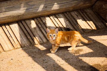 Little red cat at sunny day in the village
