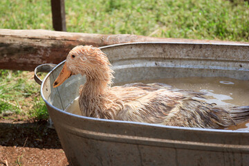 Goose and village Life