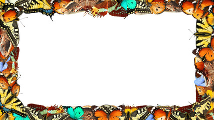 Frame Pattern Designed of colorful flying butterflies. Blank space. Isolated on a white background