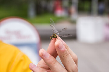 Dragonfly in the hand