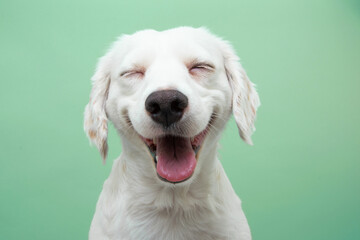 Happy smiling puppy dog expression, Isolated on green background - Powered by Adobe