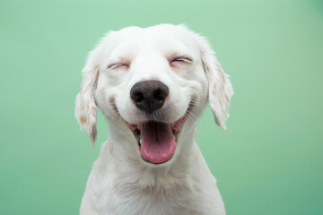 Happy smiling puppy dog expression, Isolated on green background