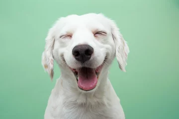 Rolgordijnen Happy smiling puppy dog expression, Isolated on green background © Sandra