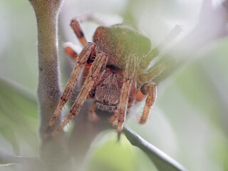 Macro of an hidden spider
