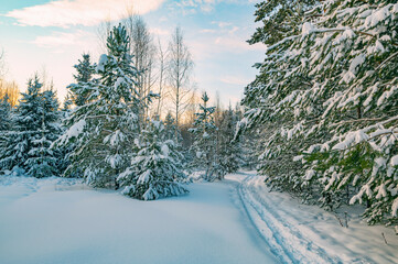 Pine trees covered with snow on frosty evening. Beautiful winter panorama - 489047078