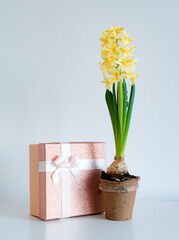 yellow hyacinth in a pot and gift boxes on a white background