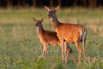 Red deer, cervus elaphus, female with cub observing on grass in sunset. Family of spotted mammals...