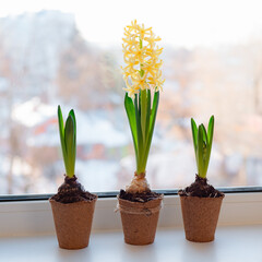 yellow hyacinth flower in a peat pot on the windowsill. three potted plants.