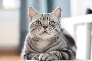 Kater Katze Britisch Kurzhaar BKH