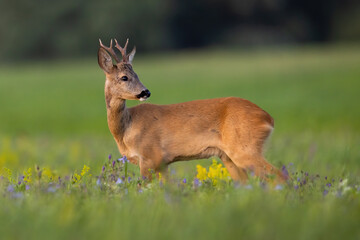 Young roe deer, capreolus capreolus, looking on wildflowers in summer nature. Immature buck...
