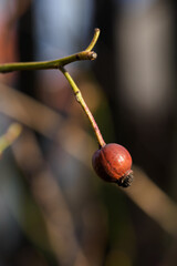 Fototapeta na wymiar Rosehip fruit on a stem outside.