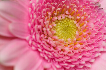 Detail of pink gerbera with yellow centre.