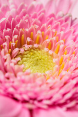 Detail of pink gerbera with yellow centre.