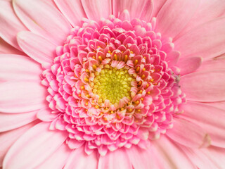 Detail of pink gerbera with yellow centre.