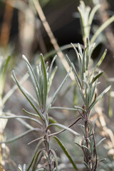 Detail of the upper part of the lavender.