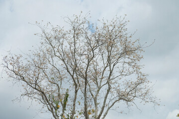 Flowers in winter at Dalat city
street life photo