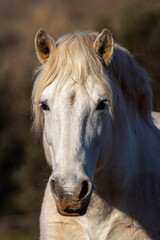 Obraz premium RETRATO DE CABEZA CABALLO BLANCO DE LA CAMARGUE