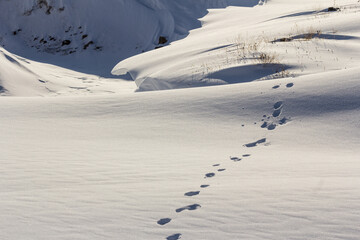 Obraz premium arctic trail