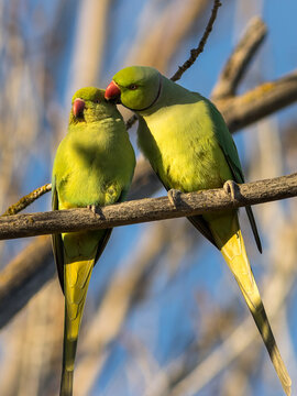 PAREJA DE COTORRAS DE KRAMER PSITTACULA KRAMERI