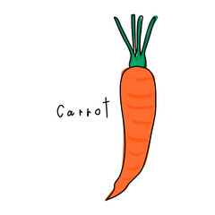 Carrot on a white background. Hand drawn vegetable vector. Book illustration. Vegetable vector for decoration. Cartoon vegetables. Wrapping paper pattern. Gardening.