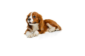 Companion dog breed, King Charles Spaniel looking at camera isolated over white studio background. Concept of motion, beauty, fashion, breeds, pets love, animal