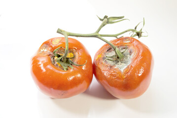 Two Rotting Vined Red Tomatoes on a White Background