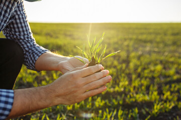 Close up of the farmer's hands holding young green wheat sprouts. Beautiful field dueing spring season. Agronomist checks the quality of the seeding. - obrazy, fototapety, plakaty