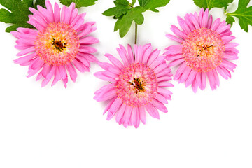 Pink chrysanthemum flowers isolated on white. Free space for text.