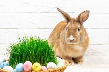 Fluffy Easter Bunny with a basket of painted Easter eggs and green grass against a white brick wall. Place for text. Selective focus. Easter concept.