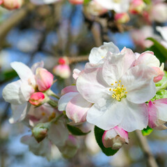 Fototapeta na wymiar white and pink apple tree flowers in full bloom and clear blue sky in a garden in a sunny spring day