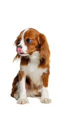 Cute doggie, King Charles Spaniel posing isolated over white studio background. Concept of motion, beauty, fashion, breeds, pets love, animal