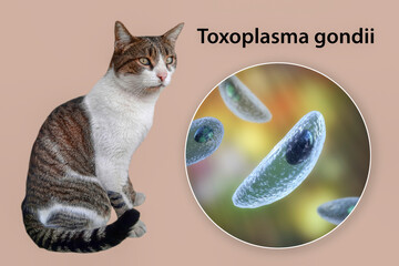 Parasitic protozoans Toxoplasma gondii
