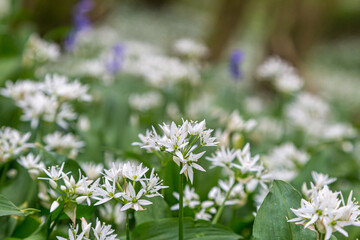 A close up of wild garlic flowers in springtime, with a shallow depth of field