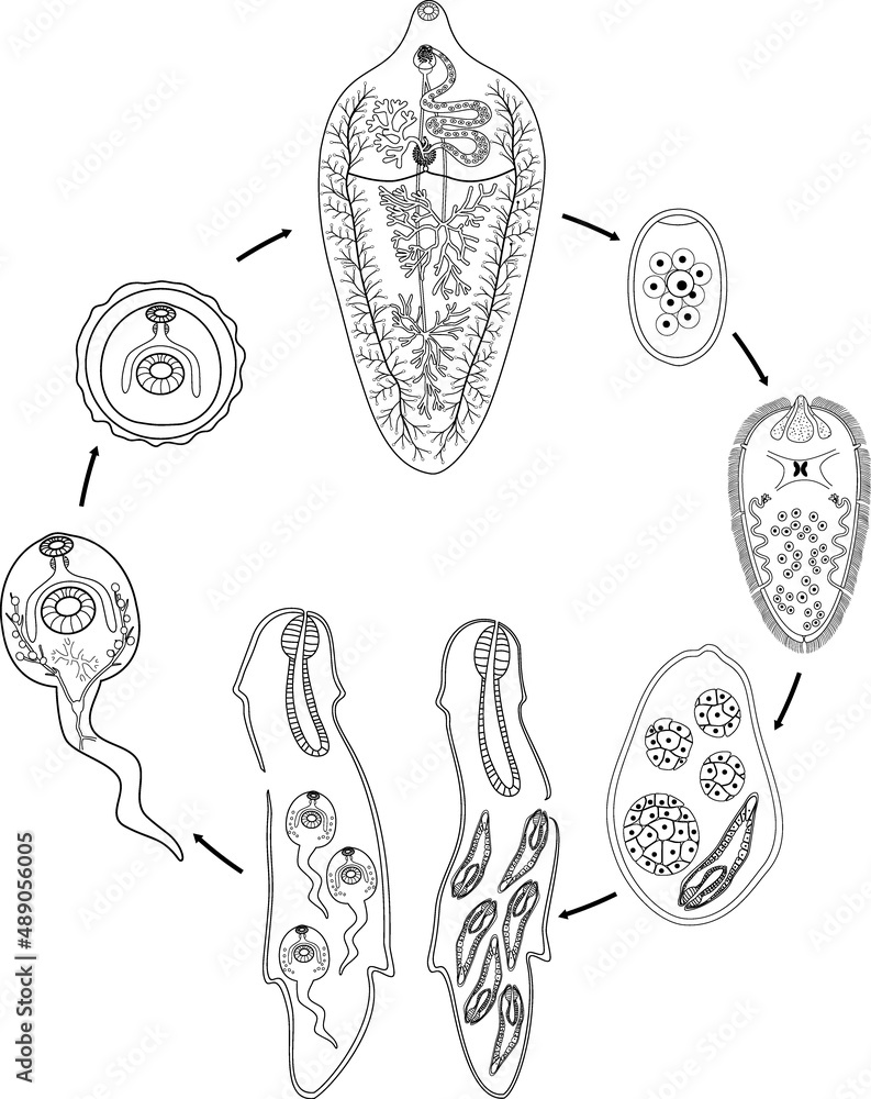 Poster coloring page with life cycle of sheep liver fluke (fasciola hepatica) isolated on white background - Posters